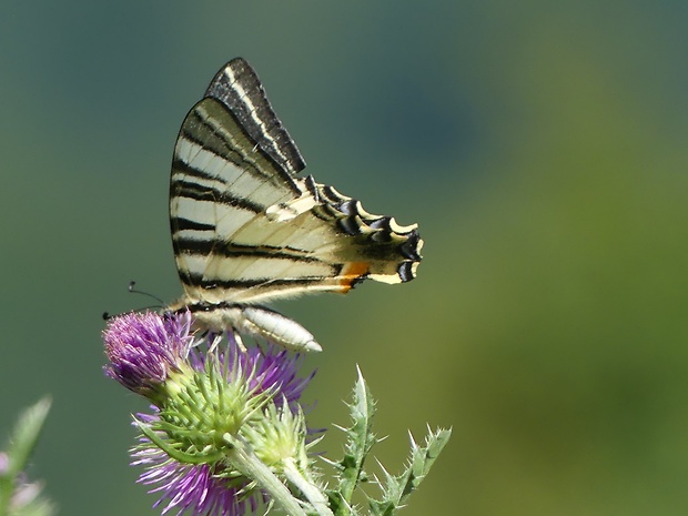 vidlochvost ovocný  Iphiclides podarilius