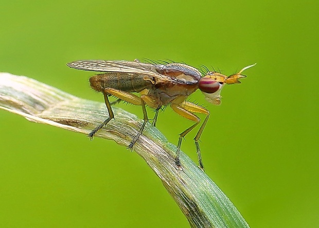 rohačka Limnia unguicornis  (Scopoli, 1763)