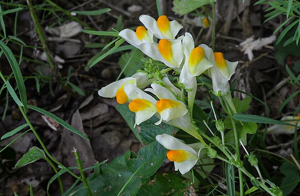 pyštek obyčajný Linaria vulgaris Mill.