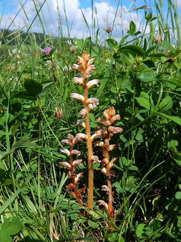 záraza menšia Orobanche minor Sm.