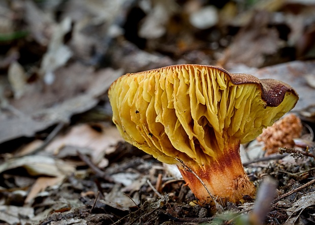 lupeňopórovec červenožltý Phylloporus rhodoxanthus (Schwein.) Bres.