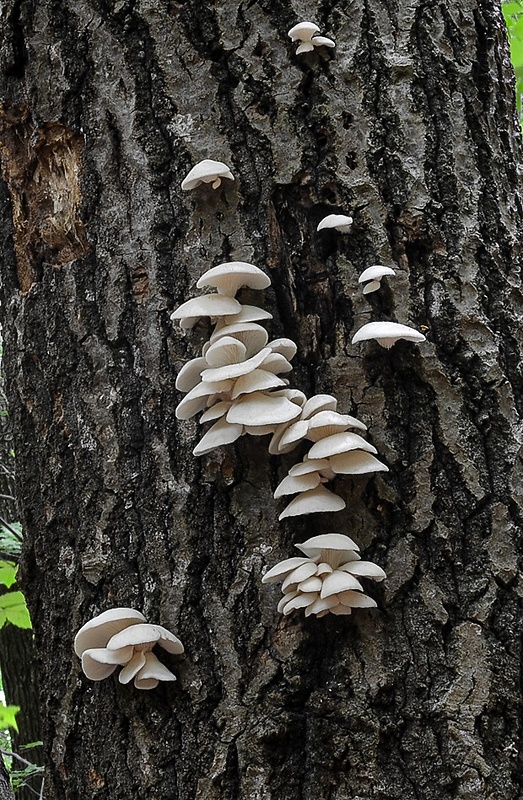 hliva buková Pleurotus pulmonarius (Fr.) Quél.