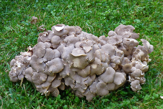 trúdnik klobúčkatý Polyporus umbellatus (Pers.) Fr.