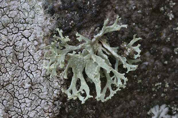 stužkovec hlávkatý Ramalina capitata (Ach.) Nyl.