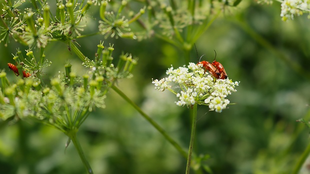 snehulčík žltý  Rhagonycha fulva