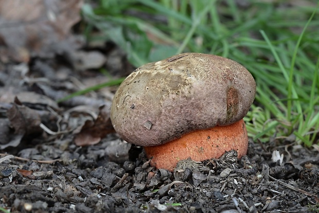 hríb Le Galovej Rubroboletus legaliae (Pilát & Dermek) Della Maggiora & Trassin.