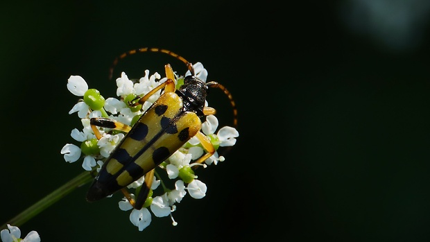 fuzáč škvrnitý  Rutpela maculata