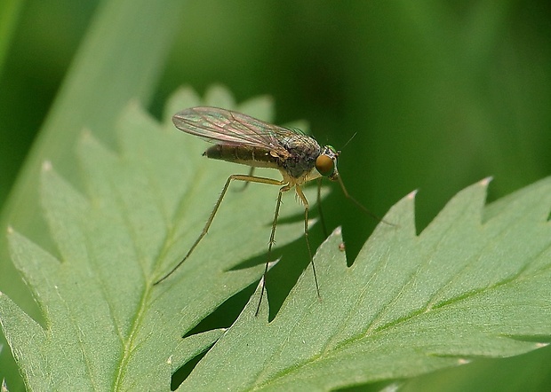 dlhonôžka Sciapus platypterus (Fabricius, 1805)