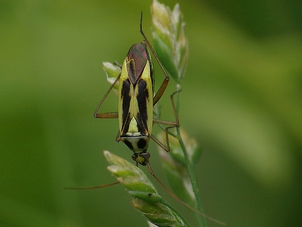 bzdôška Stenotus binotatus (Fabricius, 1794)