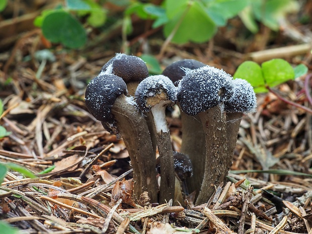 žezlovka Rouxova Tolypocladium rouxii (Cand.) C.A. Quandt, Kepler & Spatafora