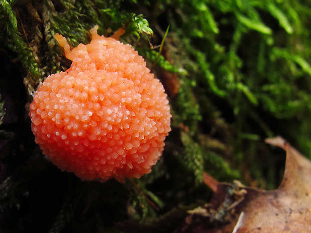 jahodník sasankovitý Tubifera ferruginosa (Batsch) J.F. Gmel.