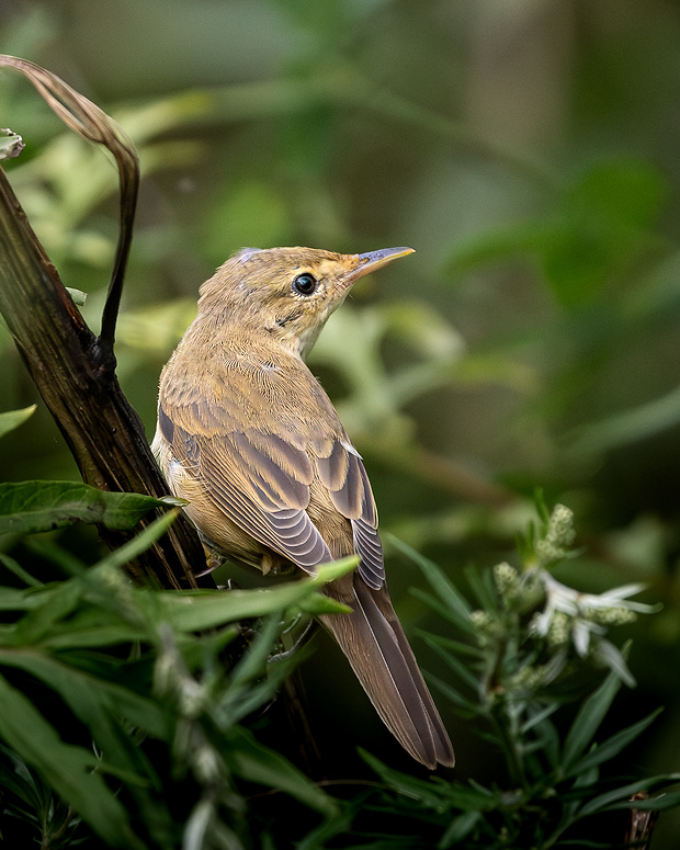 trsteniarik obyčajný Acrocephalus palustris