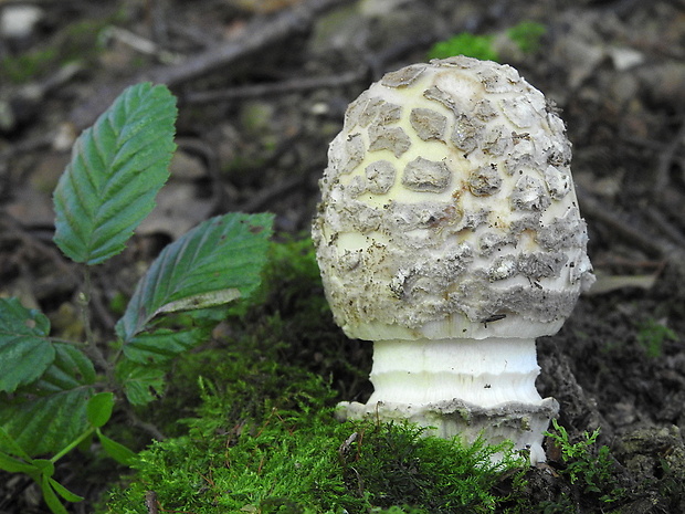 muchotrávka chrastavá Amanita ceciliae (Berk. & Broome) Bas