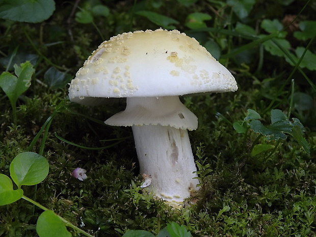 muchotrávka olivovohnedastá Amanita franchetii (Boud.) Fayod