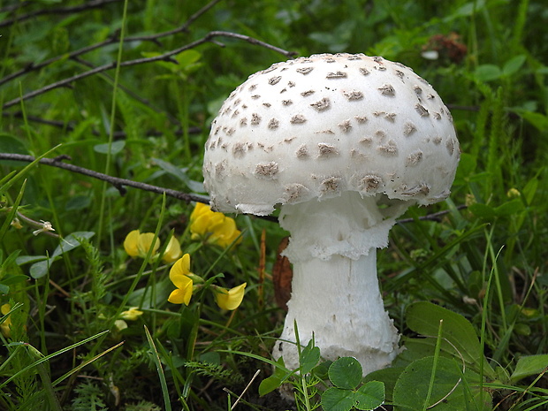 muchotrávka šiškovitá Amanita strobiliformis Gonn. & Rabenh.