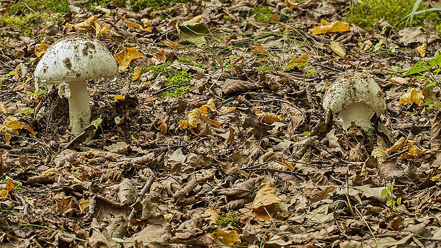 muchotrávka šiškovitá Amanita strobiliformis Gonn. & Rabenh.