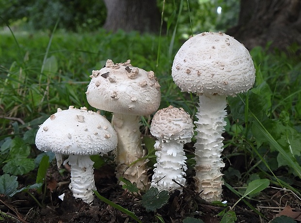 muchotrávka Vittadiniho Amanita vittadinii (Moretti) Vittad.