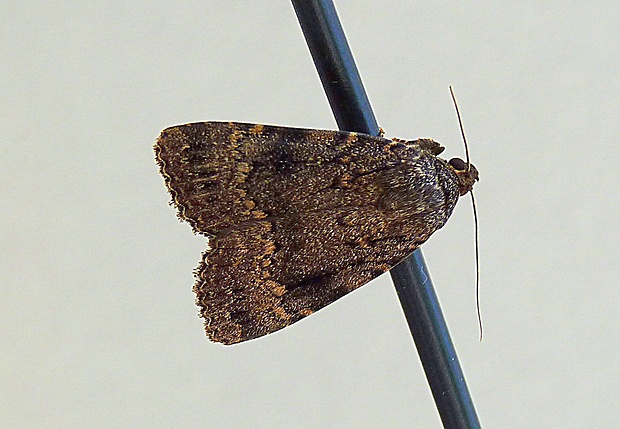 blyšťavka orechová Amphipyra pyramidea