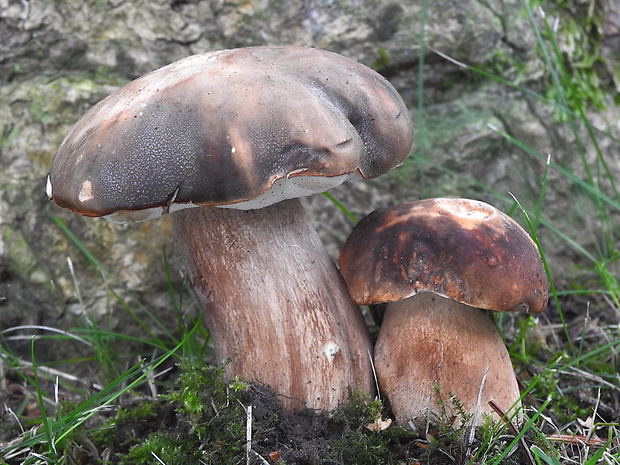 hríb bronzový Boletus aereus Bull. ex Fr.