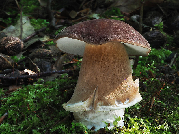 hríb sosnový Boletus pinophilus Pil. et Dermek in Pil.