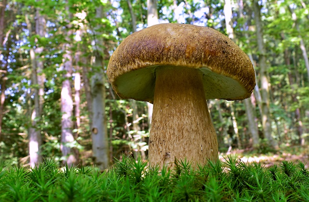 hríb dubový Boletus reticulatus Schaeff.