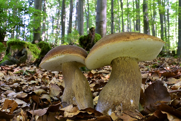 hríb dubový Boletus reticulatus Schaeff.