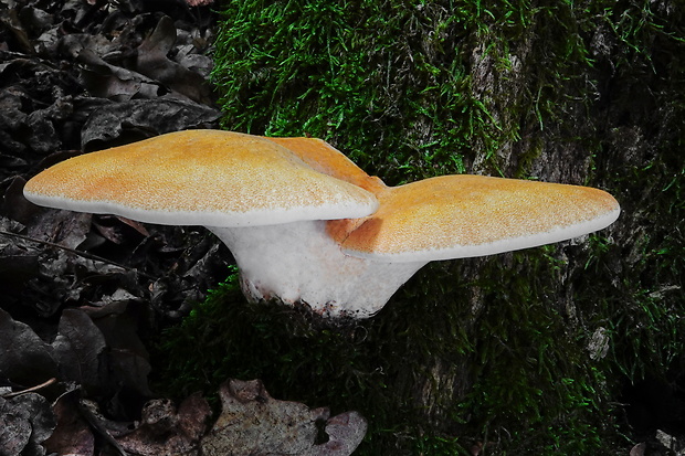 brezovník dubový Buglossoporus quercinus (Schrad.) Kotl. & Pouzar