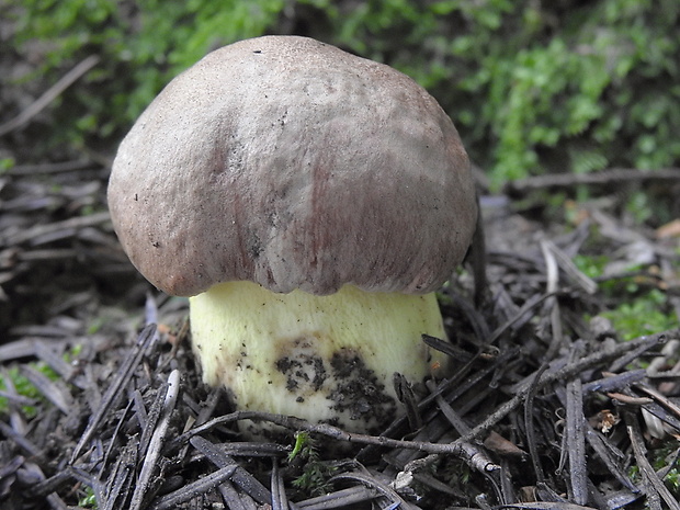 hríb príveskatý Butyriboletus appendiculatus (Schaeff. ex Fr.) Secr.