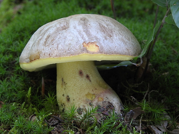 hríb striebristý Butyriboletus fechtneri (Velen.) D. Arora & J.L. Frank