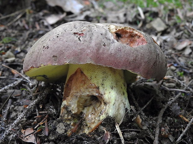 hríb sivoružový Butyriboletus roseogriseus (J. Šutara, M. Graca, M. Kolarík, V. Janda & M. Kríž) Vizzini & Gelardi