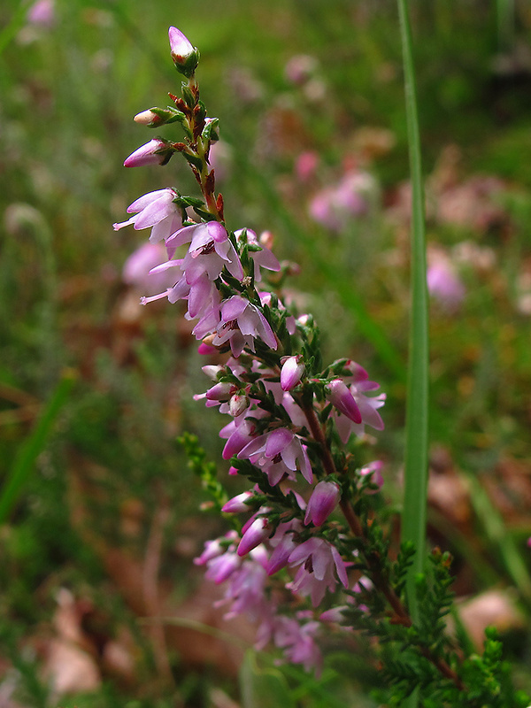 vres obyčajný Calluna vulgaris (L.) Hull