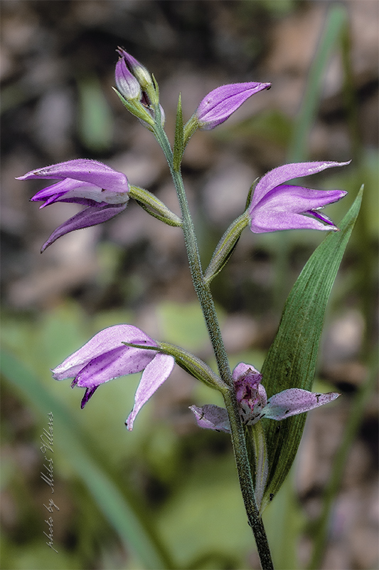 prilbovka červená Cephalanthera rubra (L.) Rich.