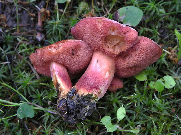 rubínovec obyčajný Chalciporus rubinus (W.G. Sm.) Singer