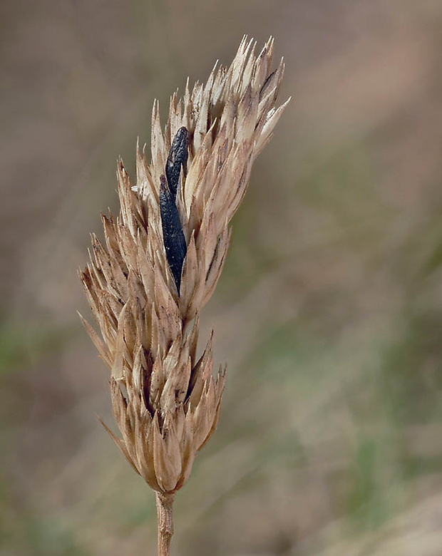 kyjanička purpurová Claviceps purpurea (Fr.) Tul.