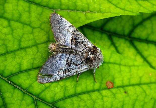 mramorovka sivá Colocasia coryli