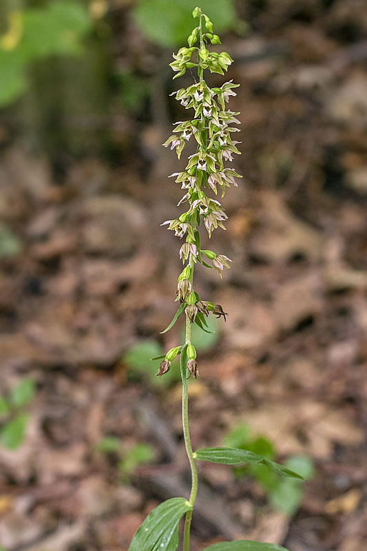 kruštík širokolistý pravý Epipactis helleborine subsp. helleborine (L.) Crantz