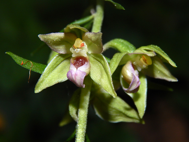 kruštík leuteho Epipactis leutei