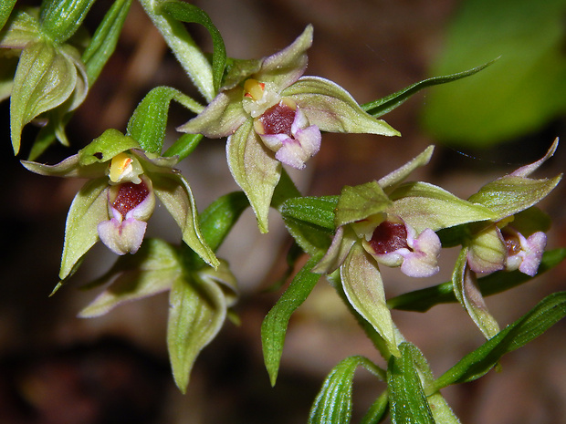 kruštík prehliadaný Epipactis neglecta (Kümpel) Kümpel