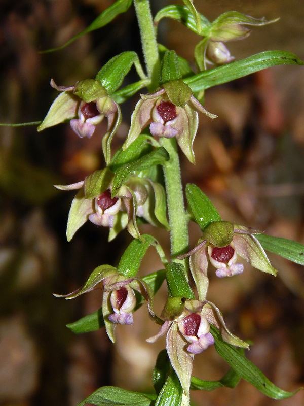 kruštík prehliadaný Epipactis neglecta (Kümpel) Kümpel