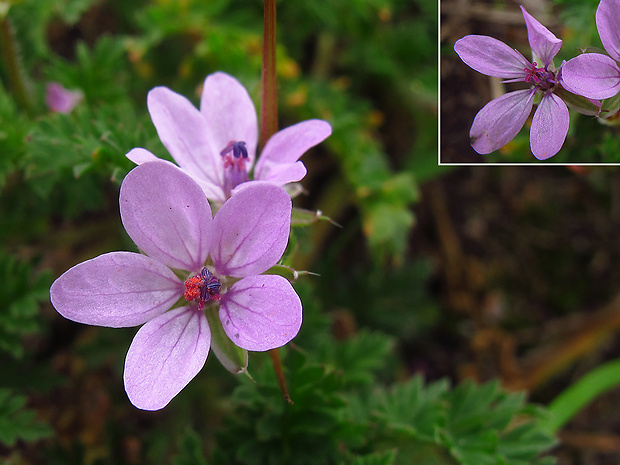 bociannik rozpukovitý Erodium cf. cicutarium (L.) L