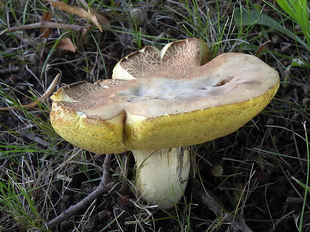 hríb jamkatý Hemileccinum depilatum (Redeuilh) Šutara