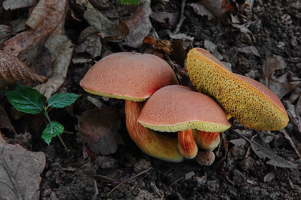 suchohríb Engelov Hortiboletus engelii (Hlaváček) Biketova & Wasser