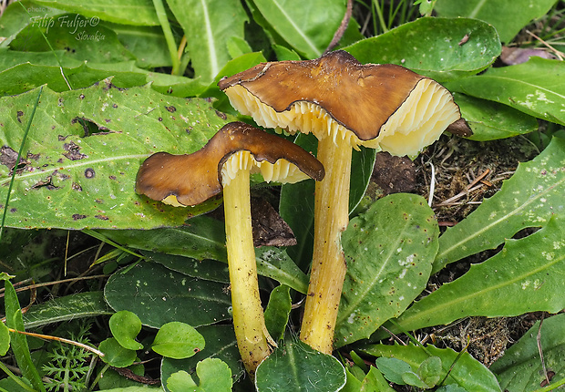 lúčnica hnedožltá Hygrocybe spadicea P. Karst.