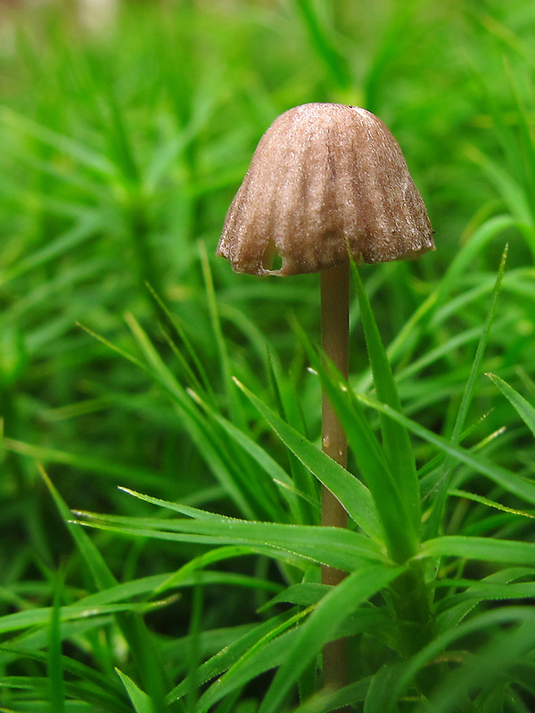 tanečnicovité ??? Marasmiaceae fam. ???