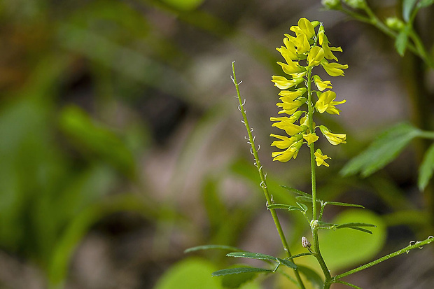 komonica lekárska Melilotus officinalis (L.) Pall.