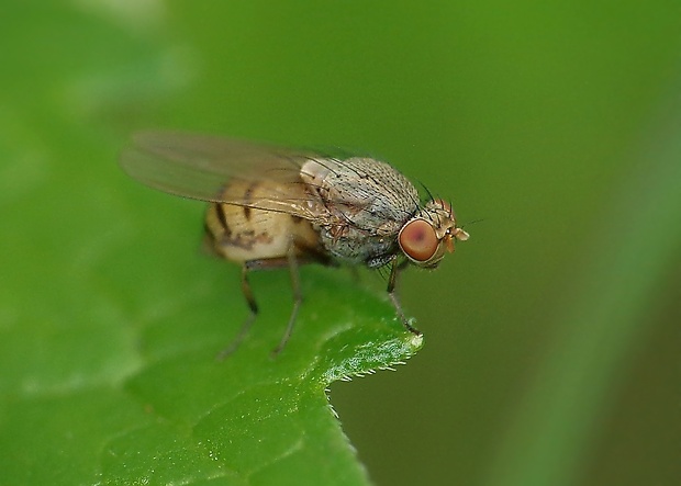 tieňovka  Minettia fasciata (Fallén, 1826)