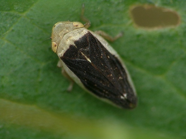 peniarka obyčajná Philaenus spumarius f. leucocephala (Linnaeus, 1758)