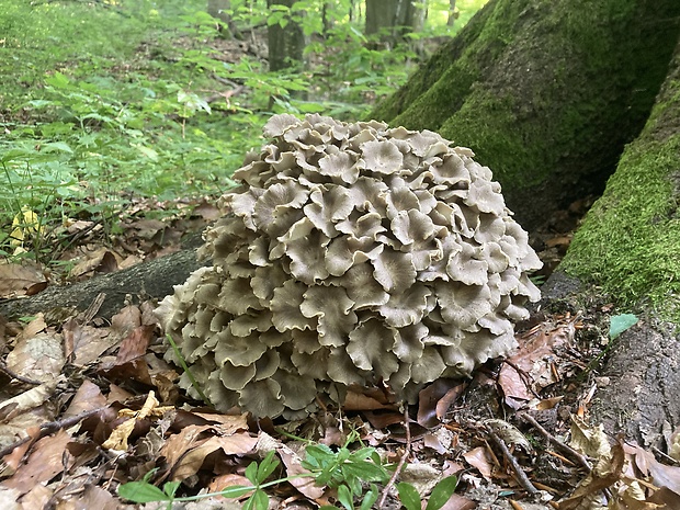 trúdnik klobúčkatý Polyporus umbellatus (Pers.) Fr.