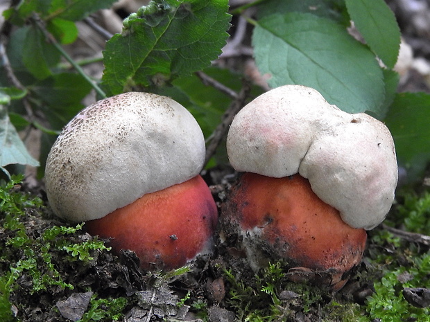 hríb Le Galovej Rubroboletus legaliae (Pilát & Dermek) Della Maggiora & Trassin.