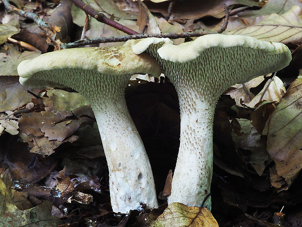 jelenkovec horký Sarcodon scabrosus (Fr.) P. Karst.